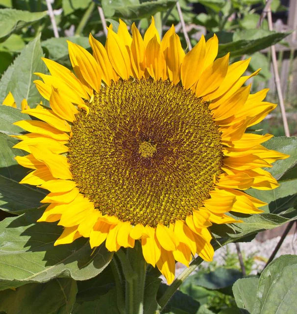 Sunflower - Zohar