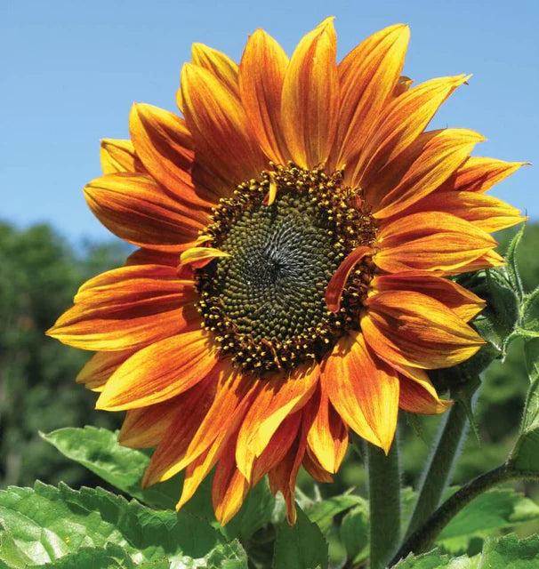 Sunflowers - Autumn Beauty