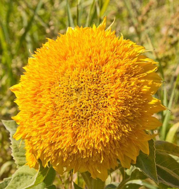 Sunflowers - Teddy Bear