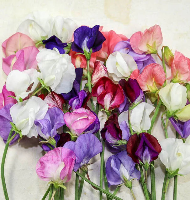 Sweet Peas - Old Spice Blend