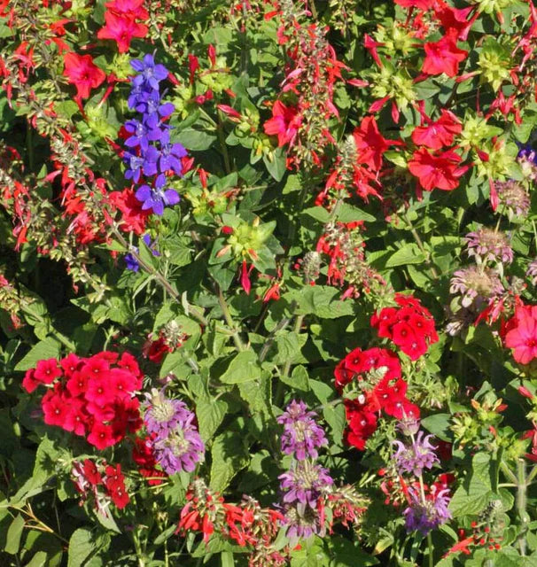 Wildflowers - Hummingbird Blend