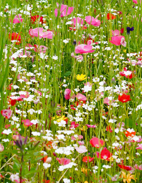 Wildflowers - Pacific Northwest Blend