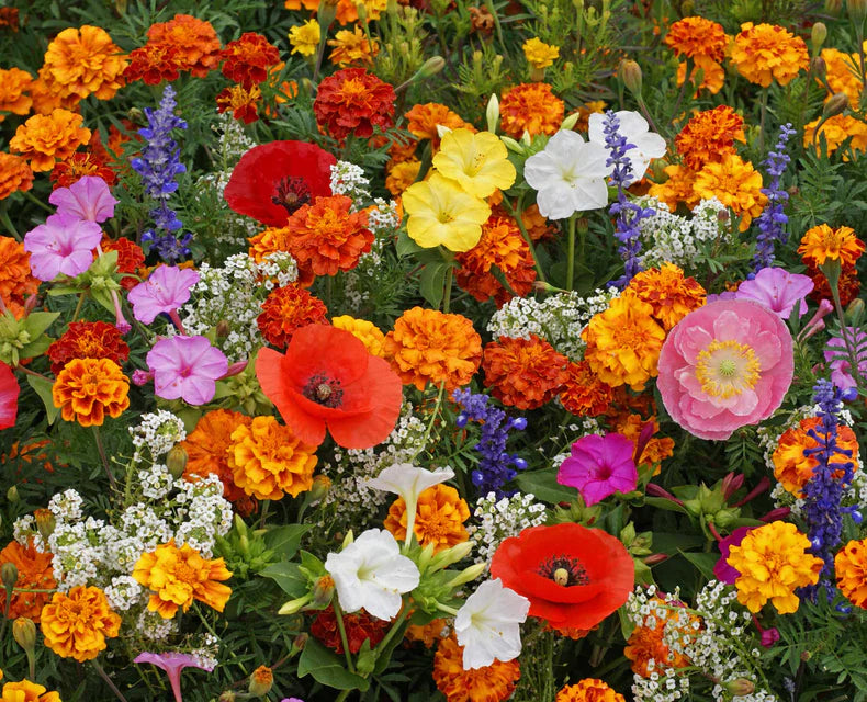 Wildflowers - Deer Resistant Blend
