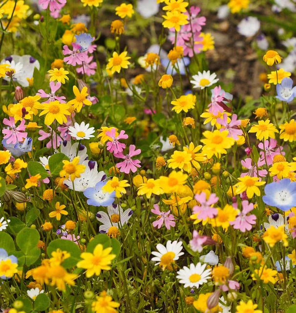 Wildflowers - Alternative Lawn Blend - Sprinkle Bag