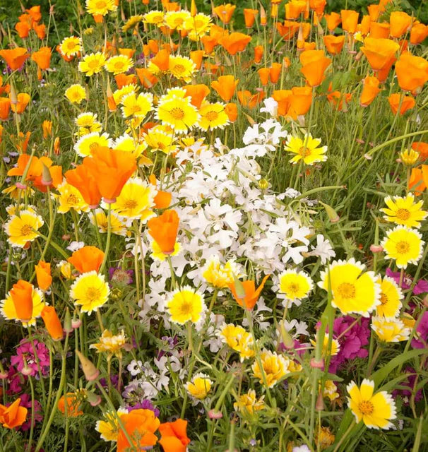 Wildflowers - Xeriscape Blend