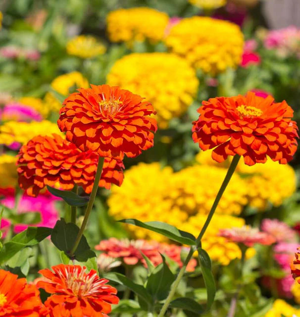 Zinnias - Giant Blue Point Formula
