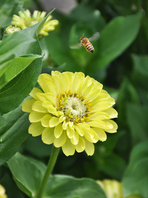 Zinnias - Envy