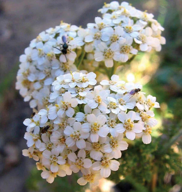 Achillea - Western Yarrow