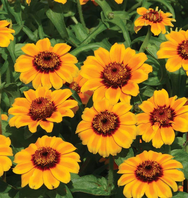 Zinnias - Soleado Zinnia