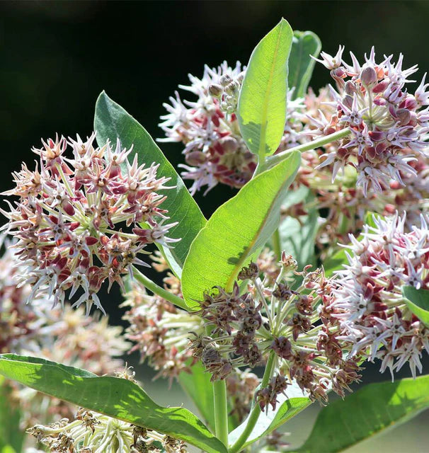 Asclepias - Showy Milkweed
