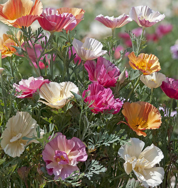 Poppies - California - Thai Silk Formula