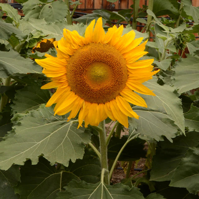Sunflowers - Incredible