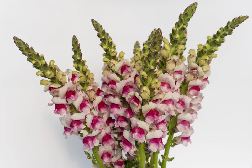 Snapdragon - Potomac Plumblossom