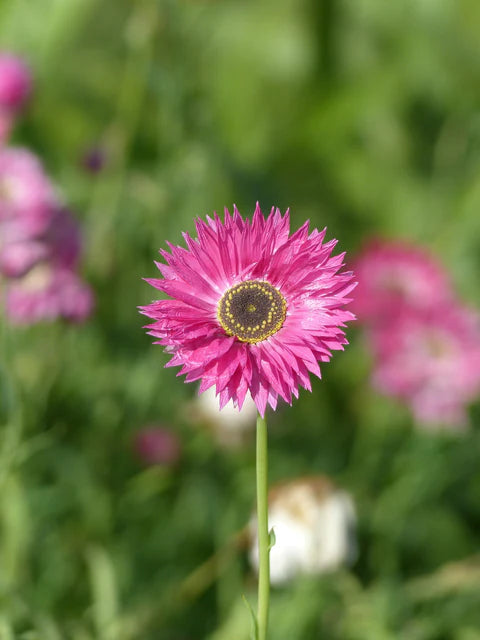 Helipterum - Pierrot Red