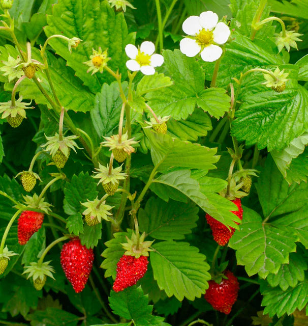 Strawberry - Regina