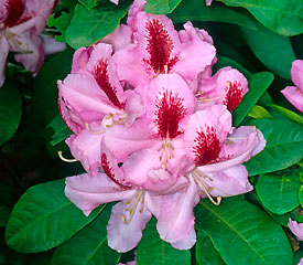Rhododendron 'Furnival's Daughter'