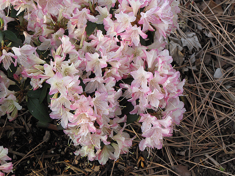Rhododendron 'Ginny Gee'