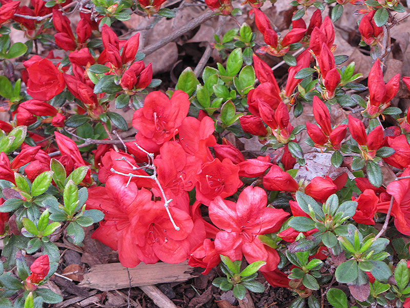 Azalea 'Fireball'