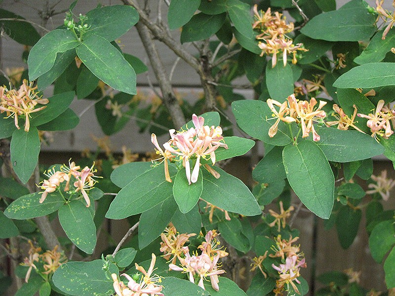 Lonicera periclymenum 'Belgica'