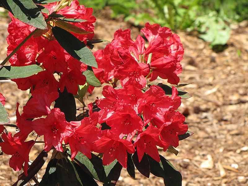 Rhododendron 'Vulcan'