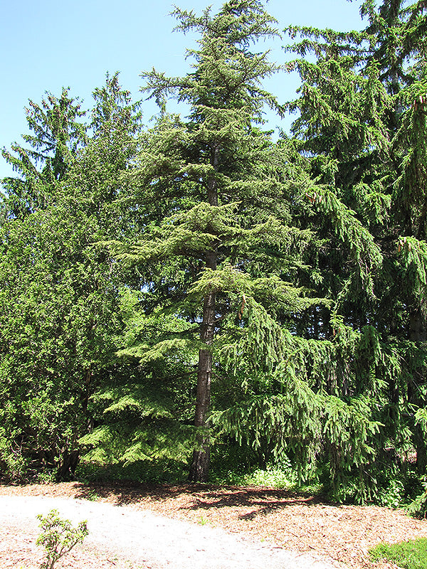 Cedrus libani