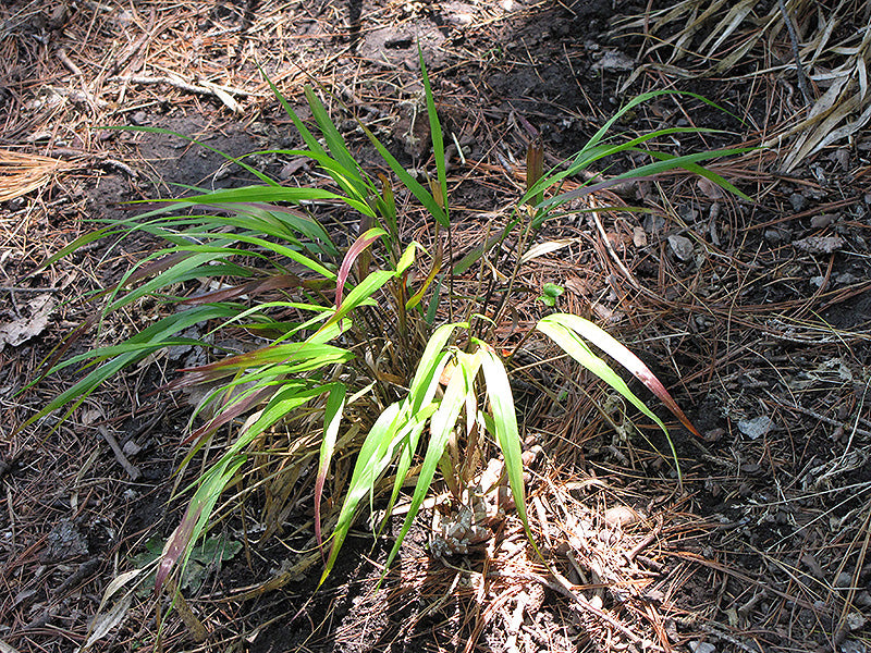 Hakonechloa 'Beni Kazi'