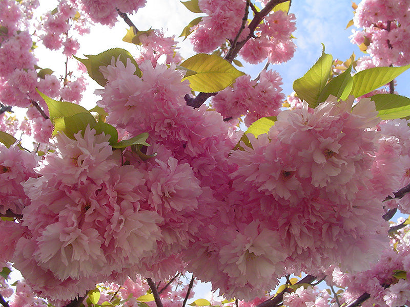 Prunus serrulata 'Kwanzan'