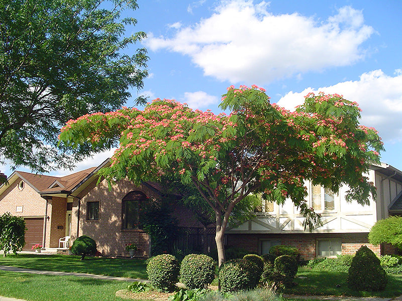 Albizia julibrissin 'Rosea'