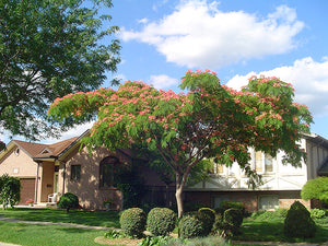 Albizia julibrissin 'Rosea'