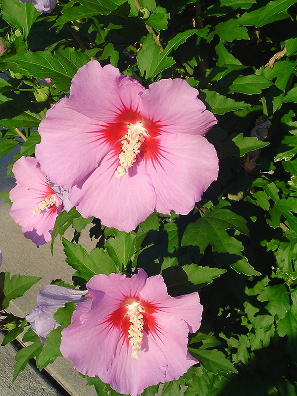 Hibiscus syriacus 'Hamabo'