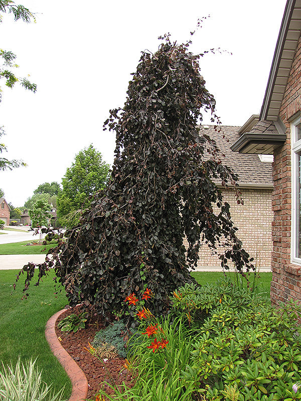 Fagus sylvatica 'Purple Fountain'