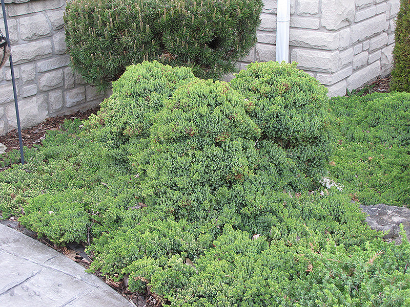 Juniperus procumbens 'Nana'