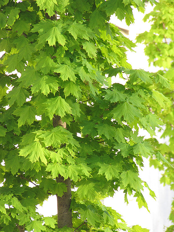 Acer platanoides 'Columnar'