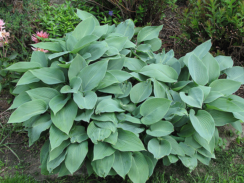 Hosta 'Halcyon'