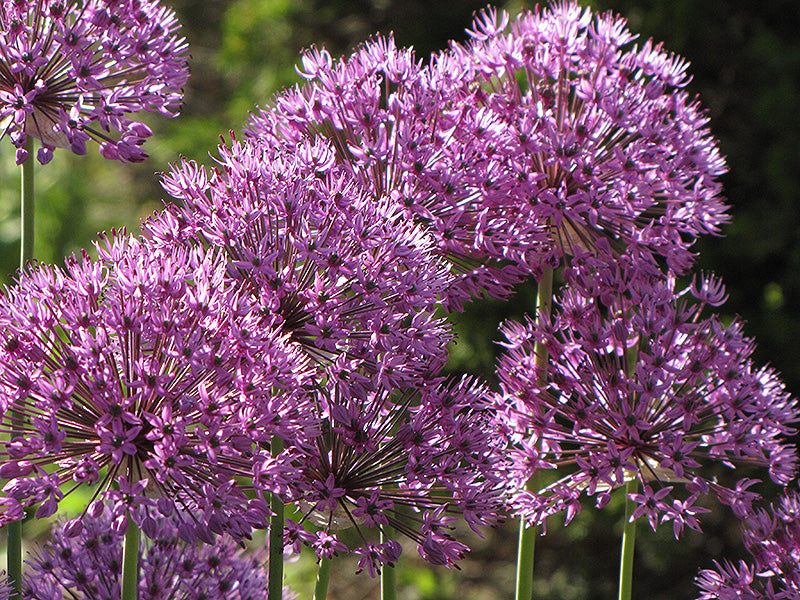 Allium 'Giganteum'