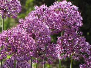 Allium 'Giganteum'