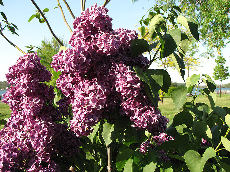 Syringa vulgaris 'Monge'