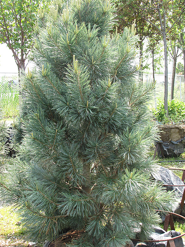 Pinus flexilis 'Vanderwolf'