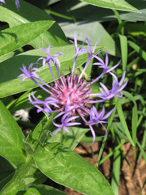 Centaurea montana 'Blue'