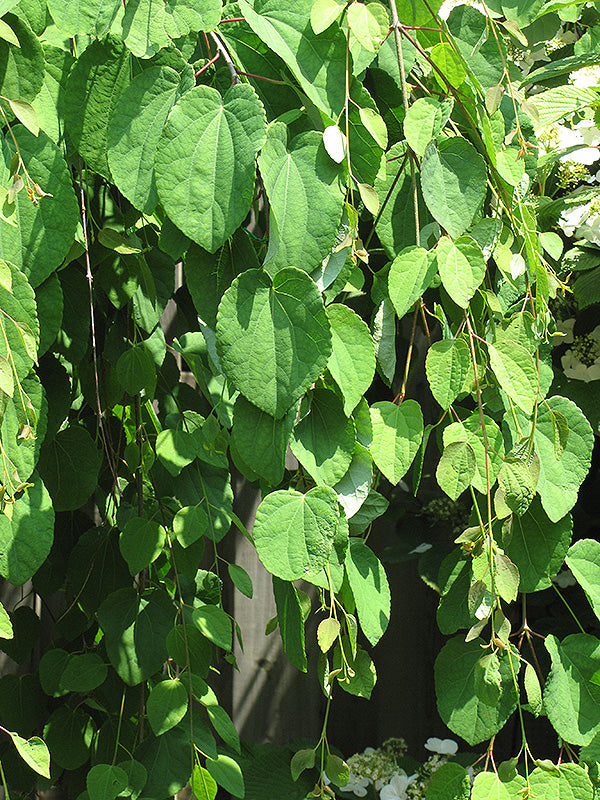 Cercidiphyllum japonica 'Pendulum'