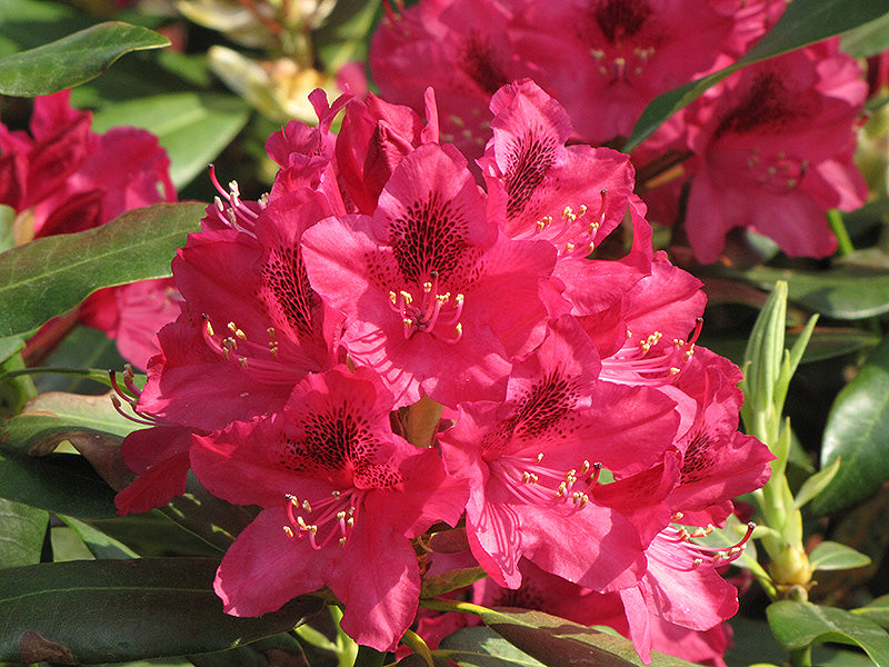 Rhododendron 'Nova Zembla'