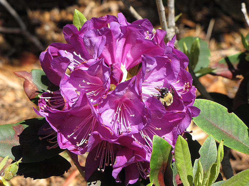 Rhododendron 'Purple Passion'