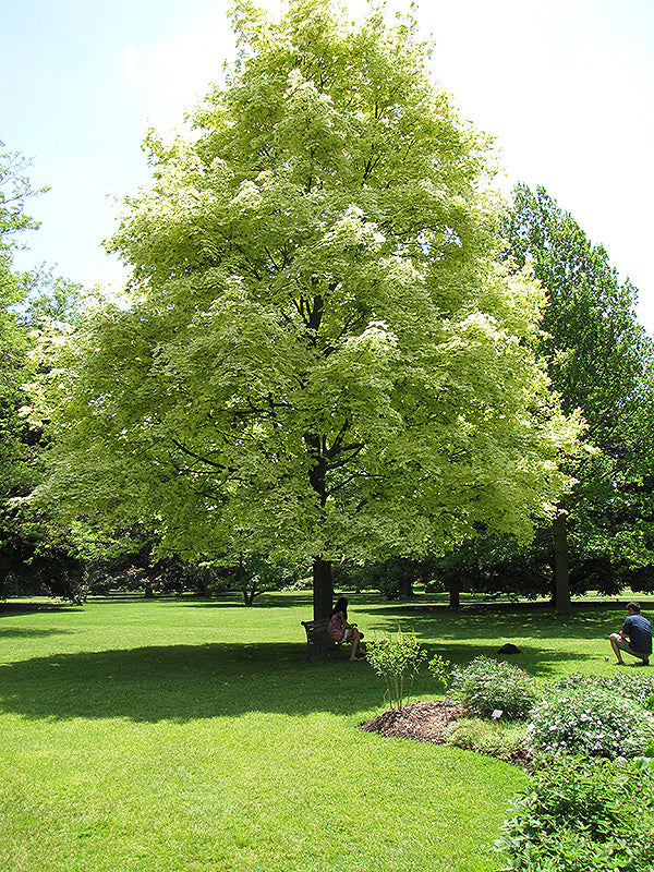 Acer platanoides 'Drummondii'