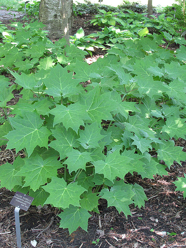 Kirengeshoma palmata