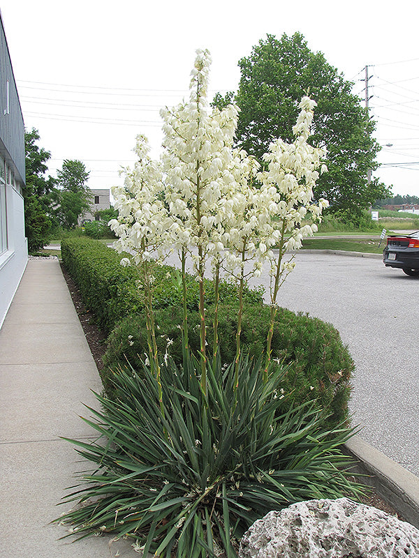 Yucca filamentosa