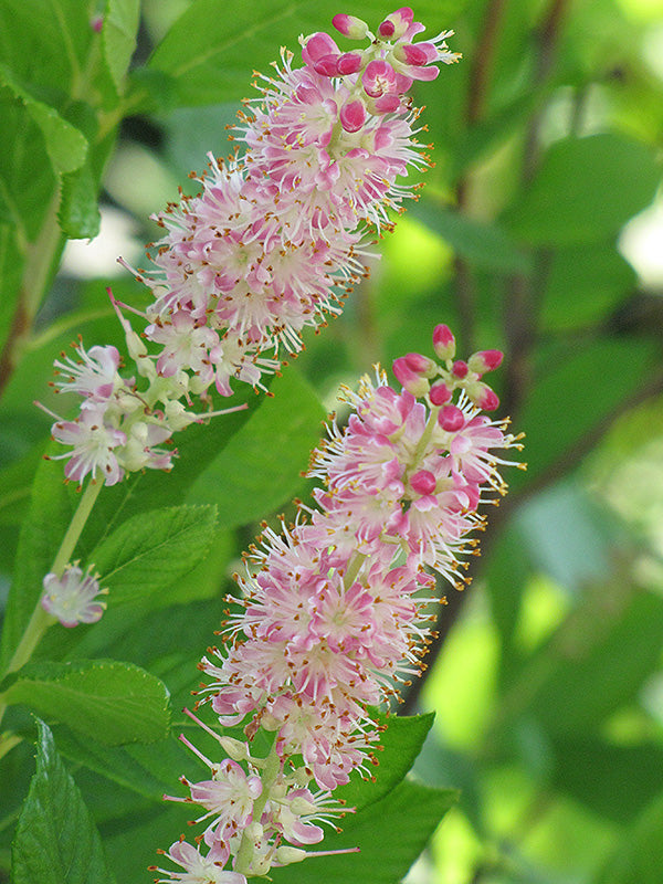 Clethra alnifolia 'Ruby Spice'