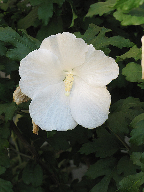 Hibiscus syriacus 'Diana'