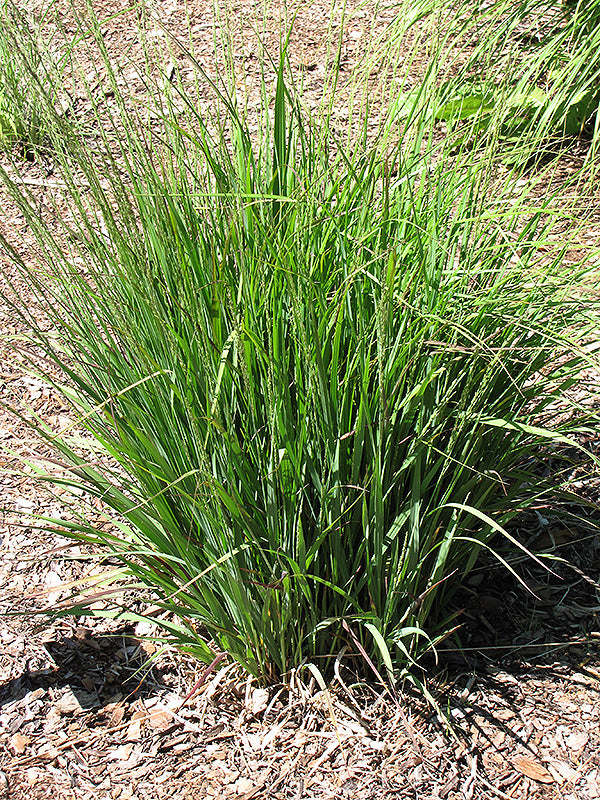 Molinia caerulea 'Moorhexe'