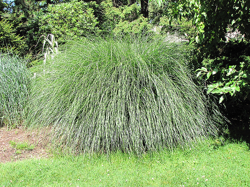 Miscanthus sinensis 'Yaku Jima'