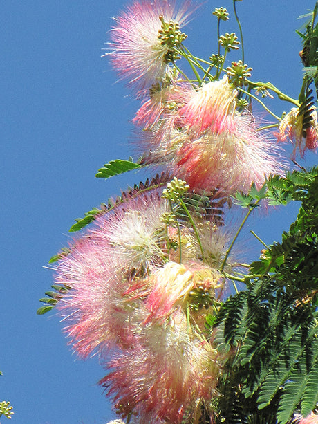 Albizia julibrissin 'Rosea'